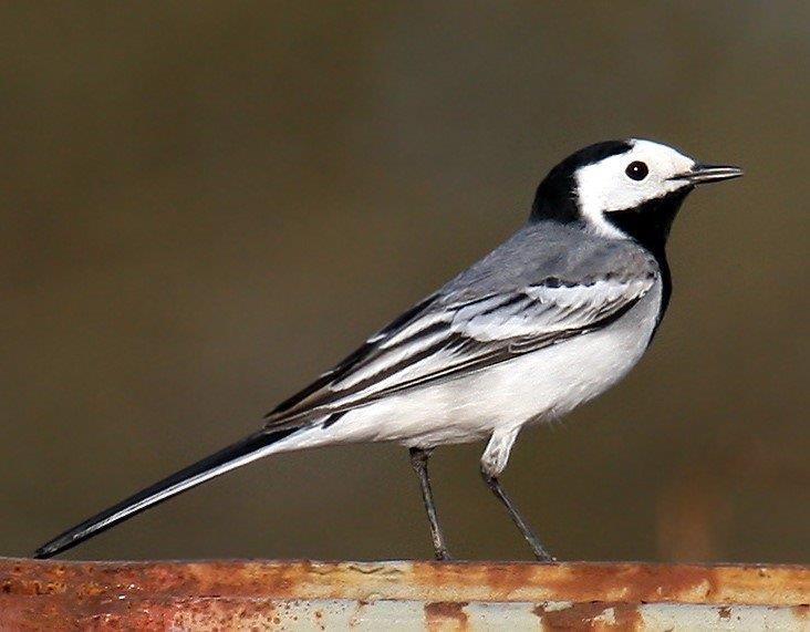 Motacilla alba